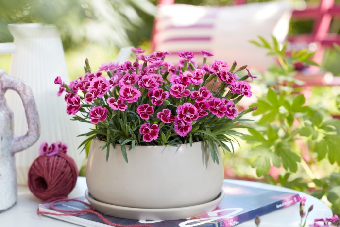 Dianthus Picture perfect