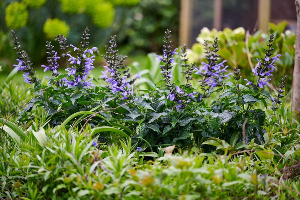 Salvia Salgoon Lake Como Purple flowers