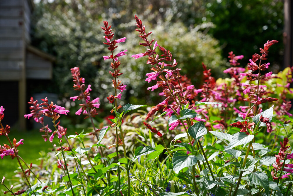 Pink Salvia Salgoon® Lake Flamingo
