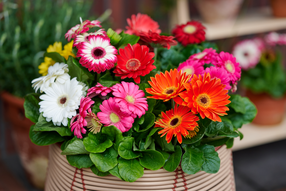 Potted gerbera Melodiva in a mix of colour
