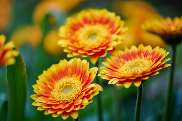 Garvinea Sweet Blaze