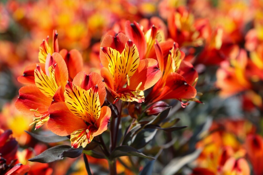 alstroemeria indian summer