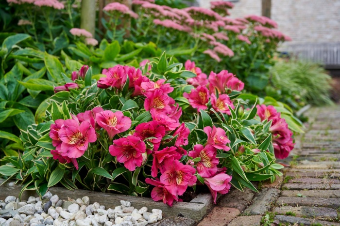 Alstroemeria River Valley