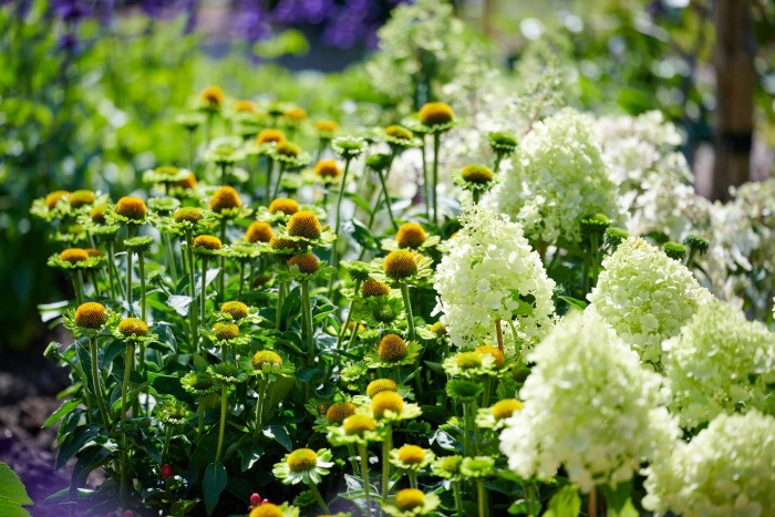 Echinacea Mooodz Jealousy