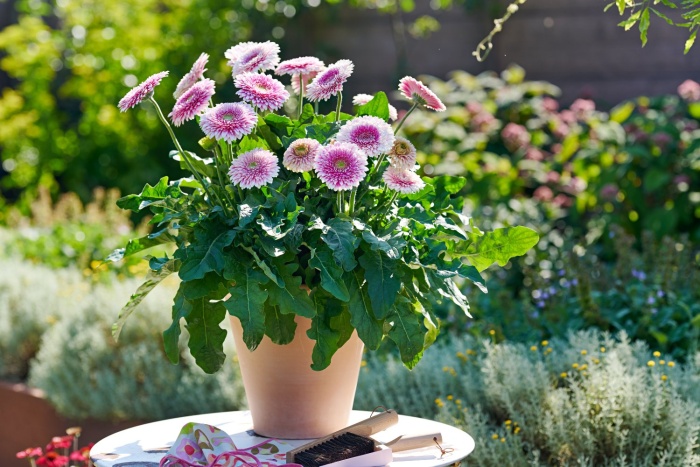 Potted Gerbera by HilverdaFlorist