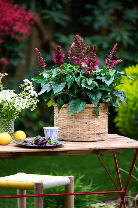 Salvia Salgoon Flamingo