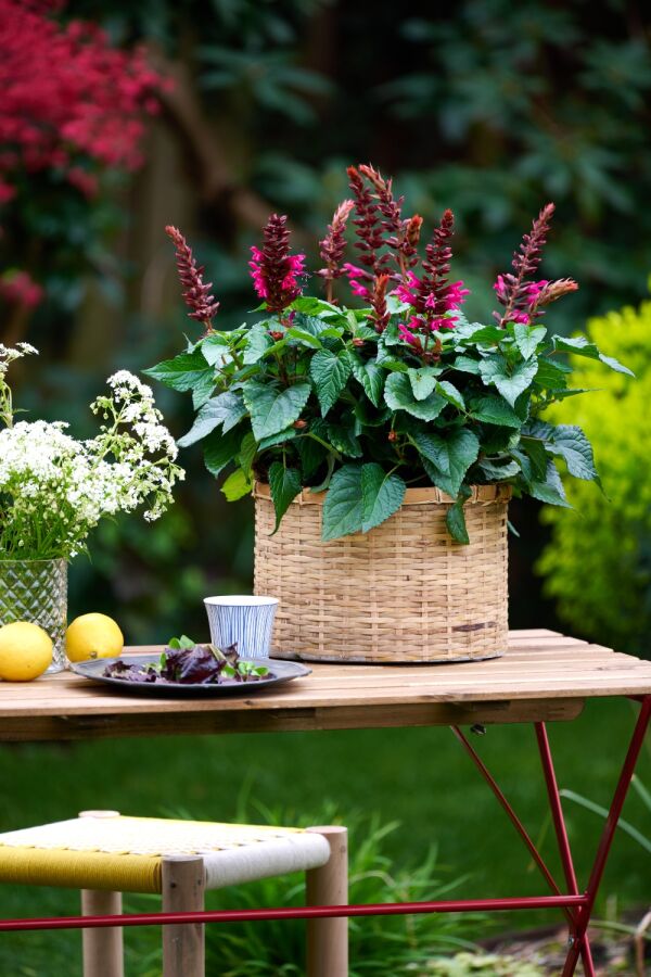 Salvia Salgoon Flamingo