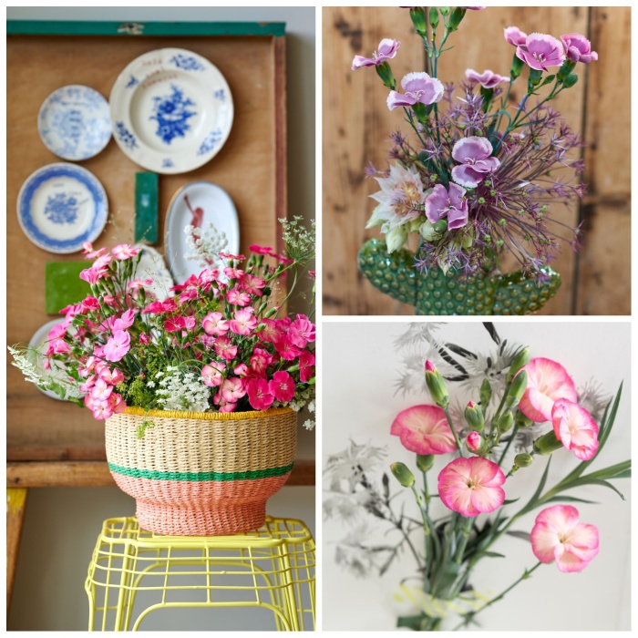 Inspiration Dianthus Sparkz®